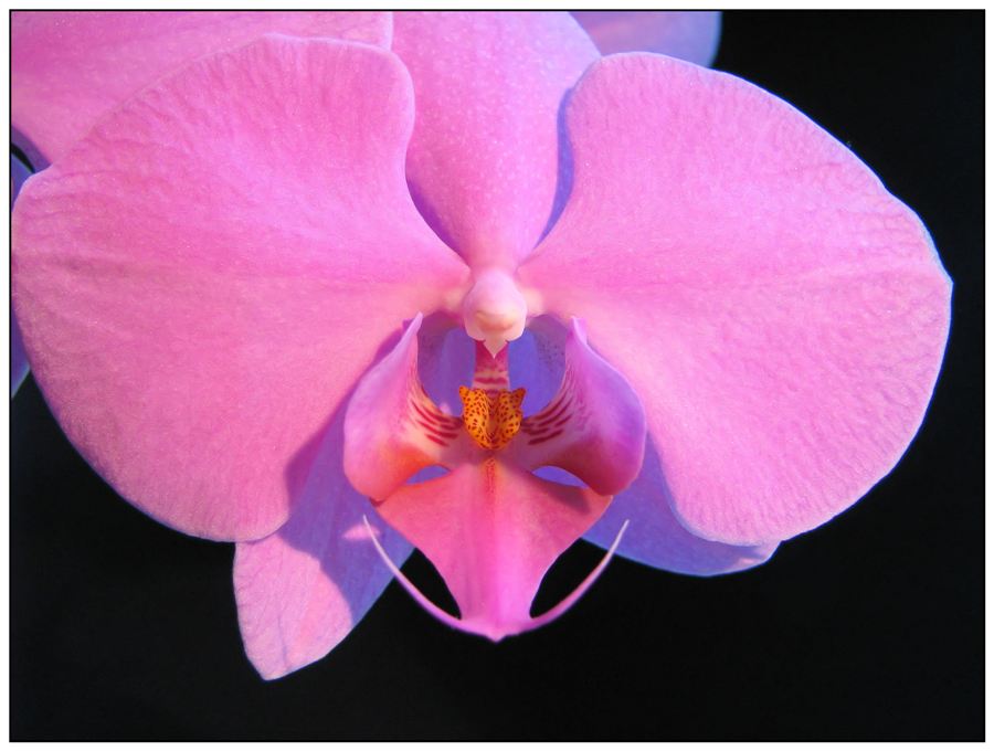 Orchidee #3