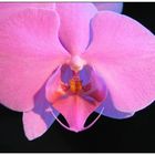 Orchidee #3