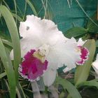 Orchidee 3