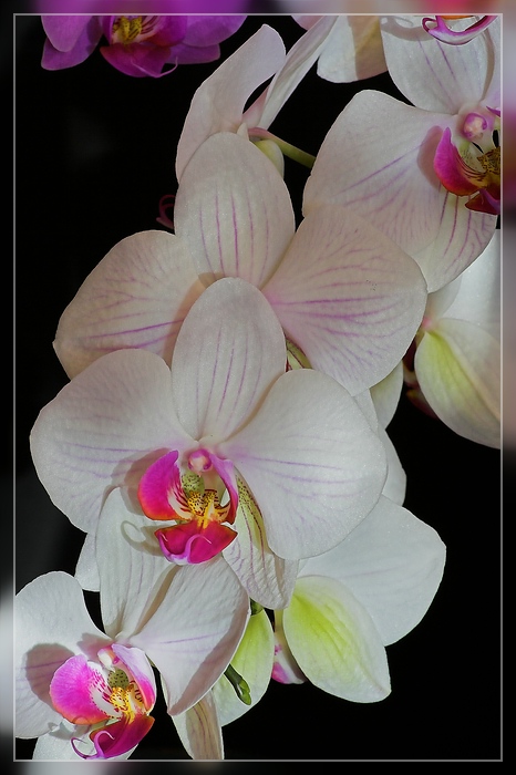 Orchidee 3