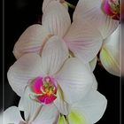 Orchidee 3