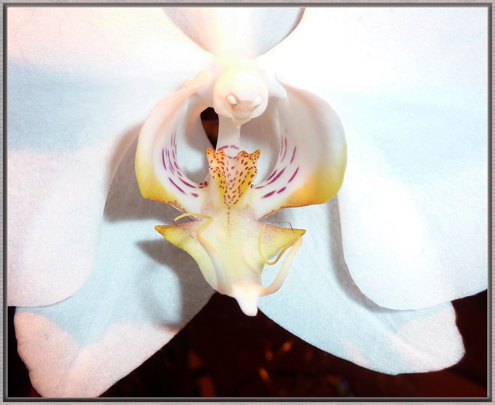 Orchidee 3