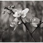 Orchidee 3