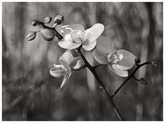 Orchidee 3