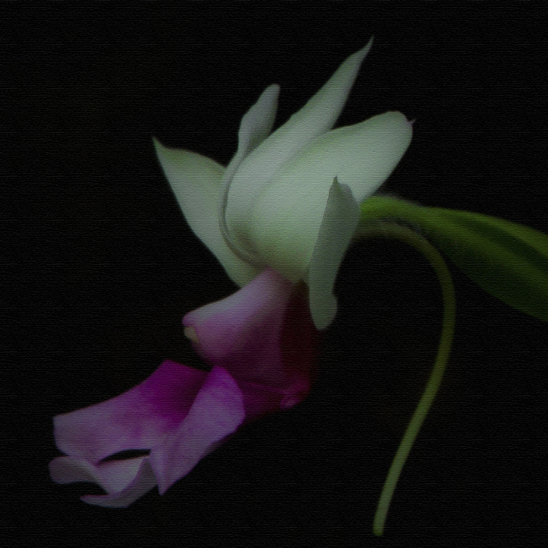 Orchidee  #3