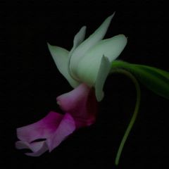 Orchidee  #3