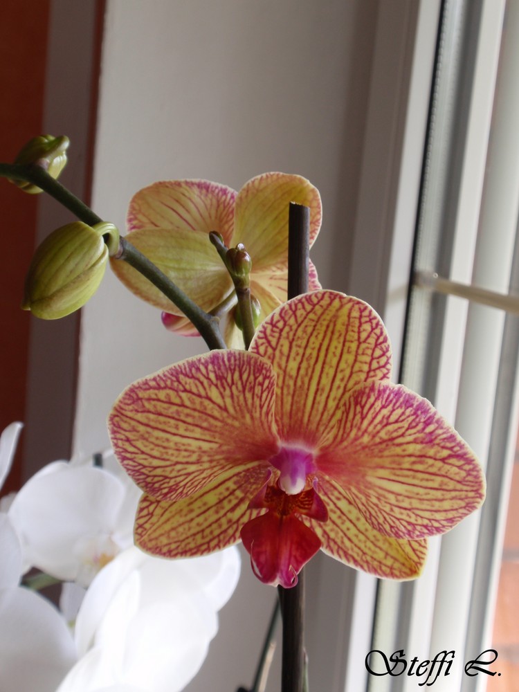 Orchidee #3