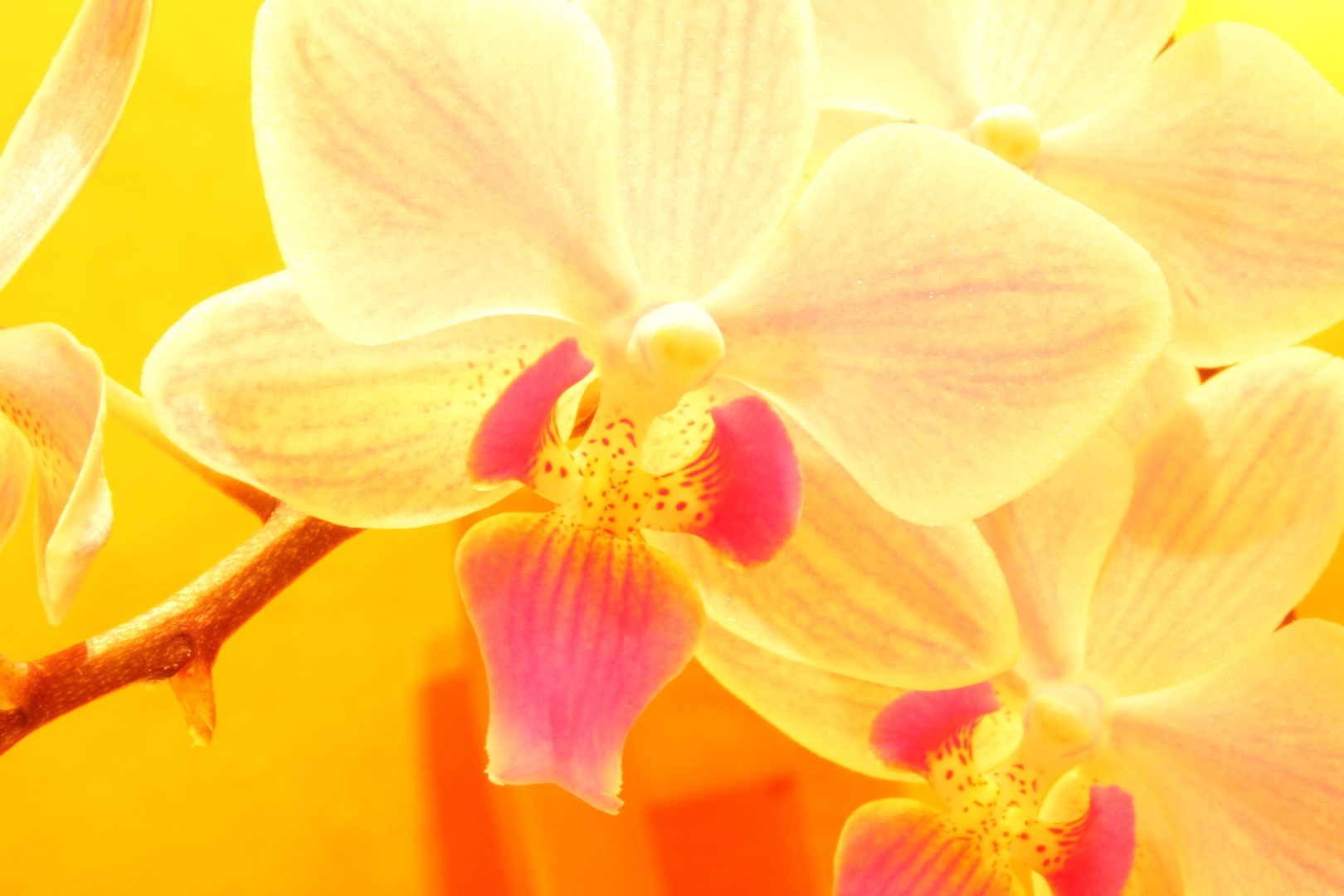 Orchidee (3)