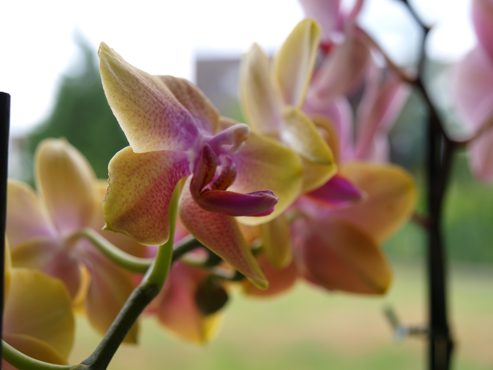 Orchidee (3) ...