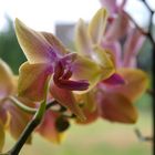 Orchidee (3) ...