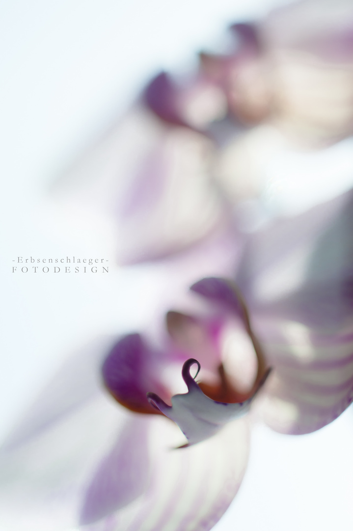 Orchidee (3)