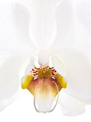 Orchidee 3