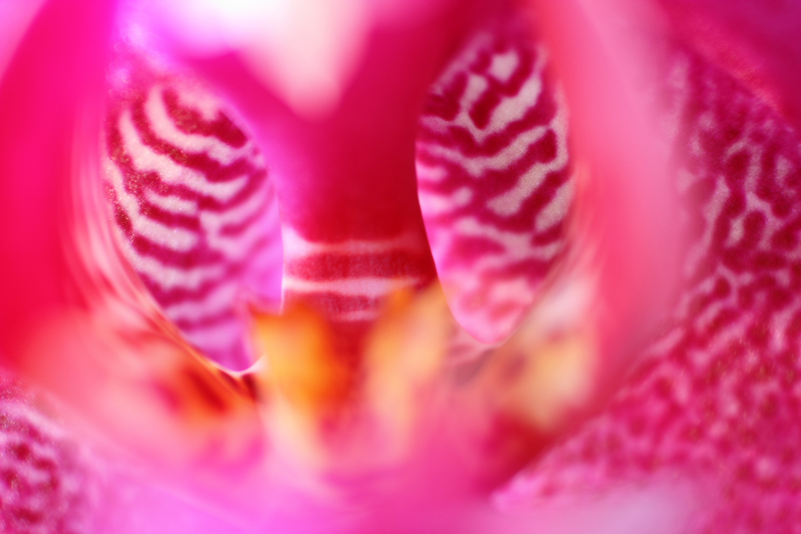 Orchidee 3