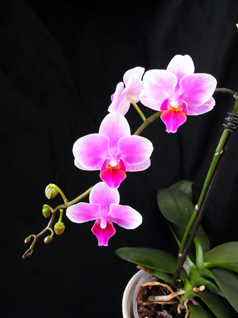 Orchidee 3