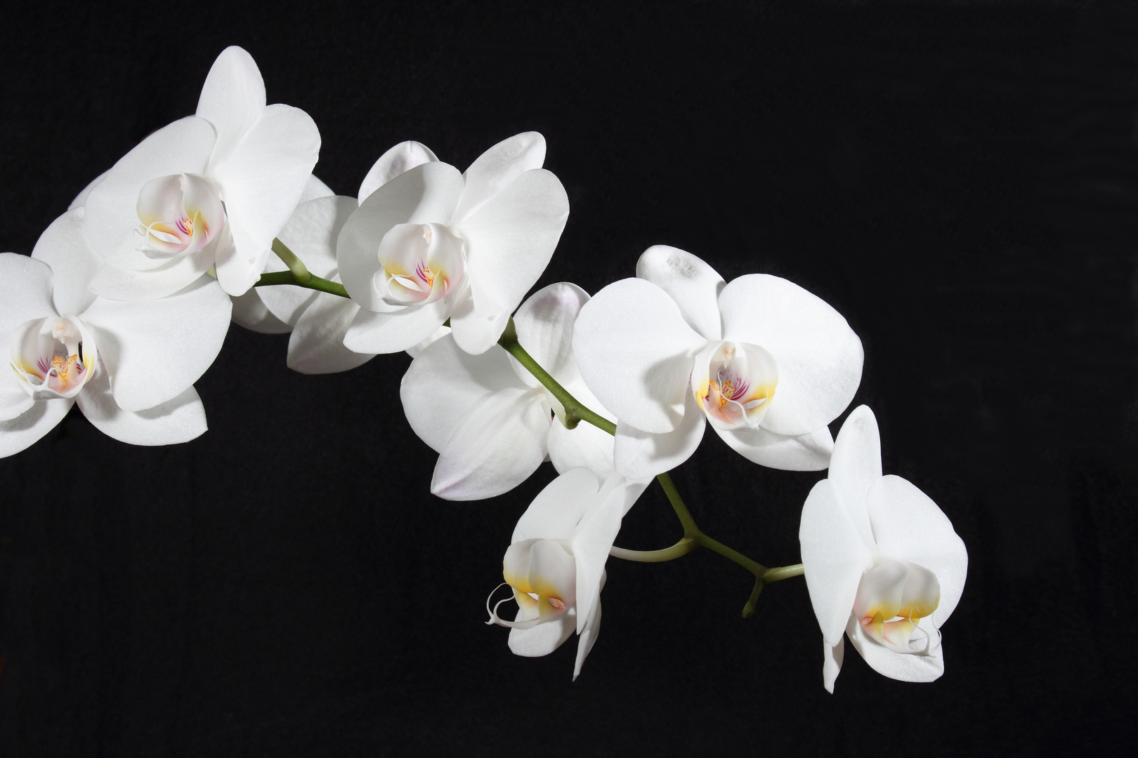 Orchidee 3