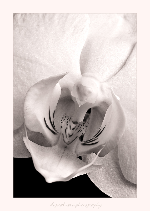 Orchidee-3