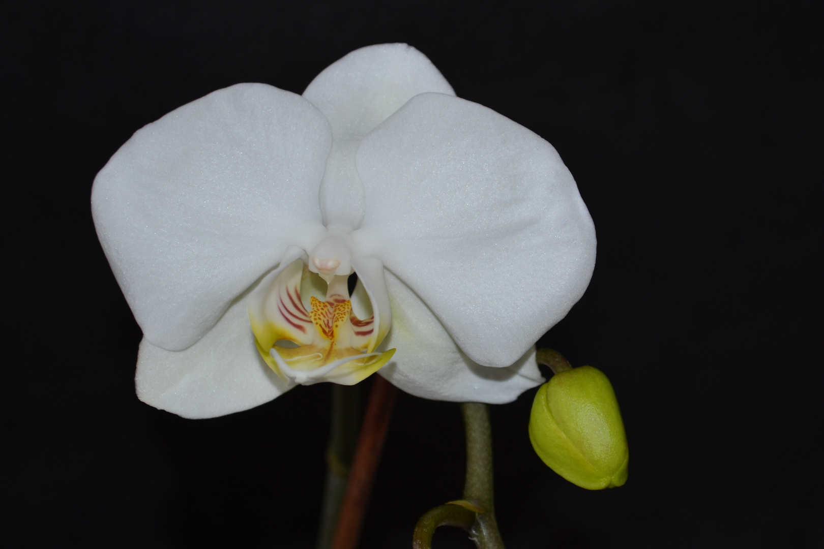# Orchidee 3...#