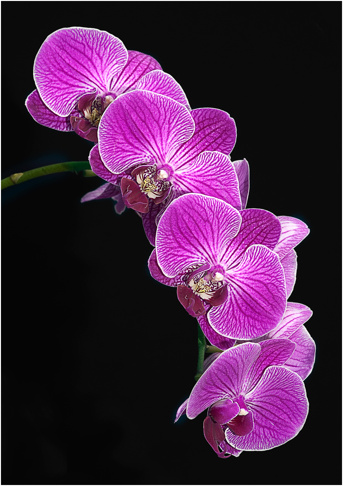 Orchidee 3