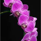 Orchidee 3