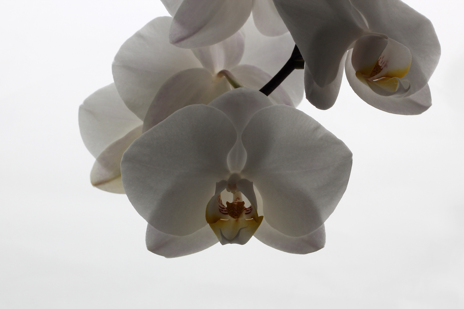 Orchidee 3