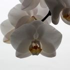 Orchidee 3