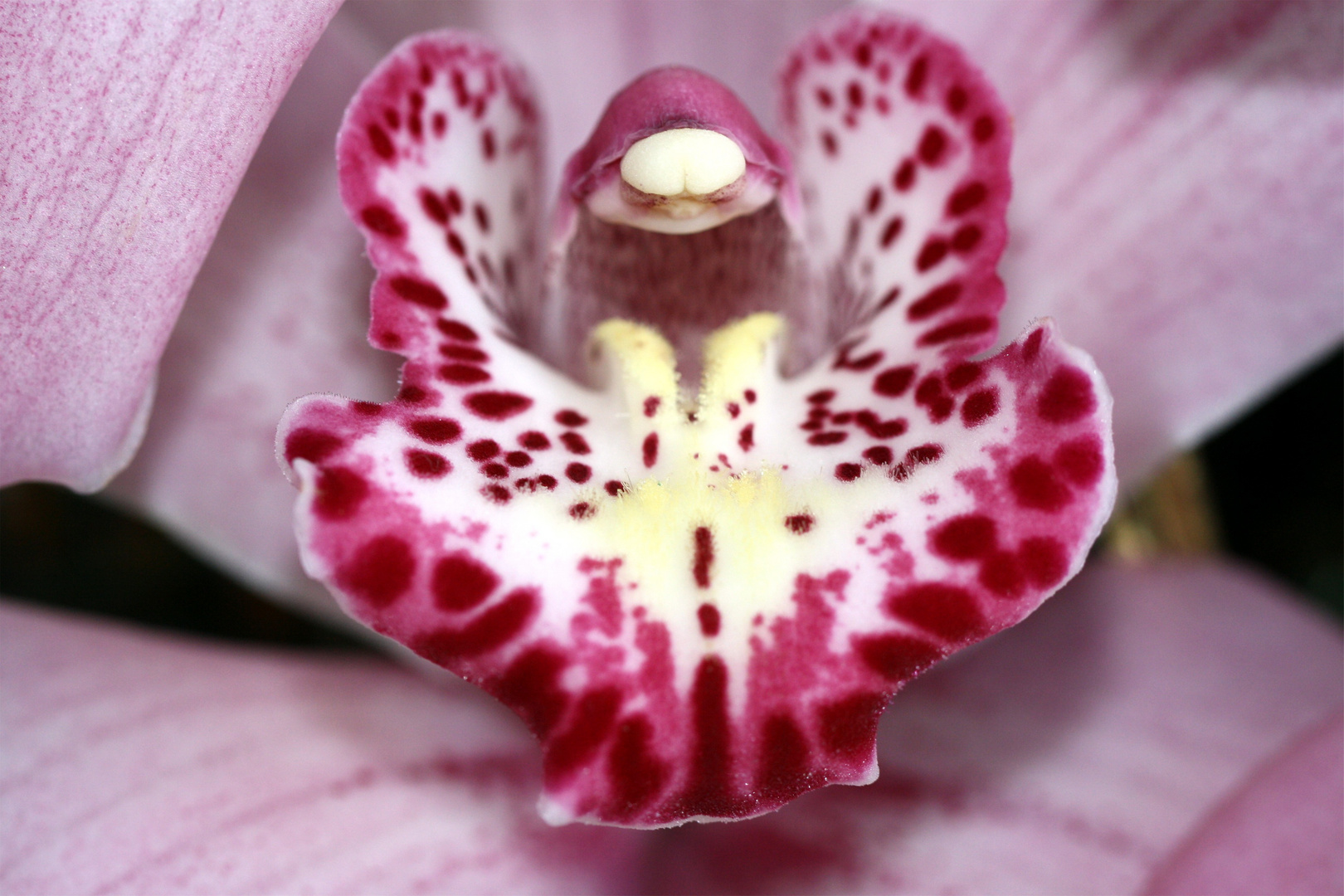 Orchidee 3