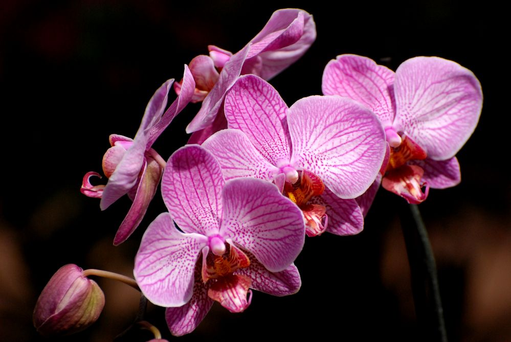 Orchidee 3