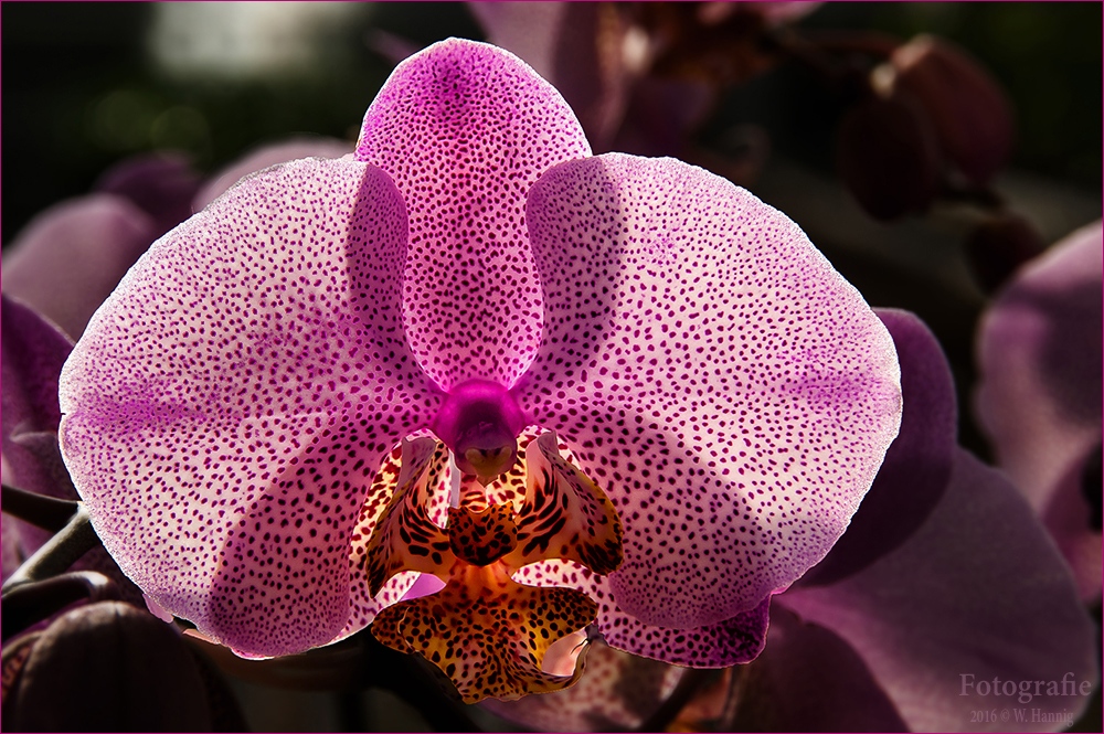 Orchidee 3