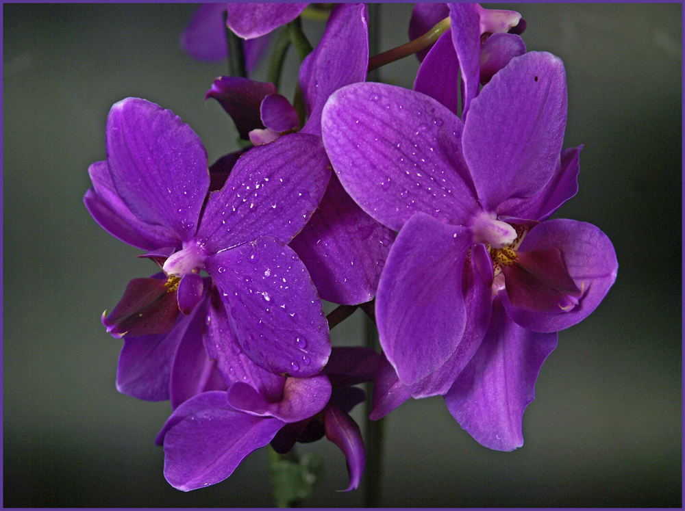 Orchidee 3