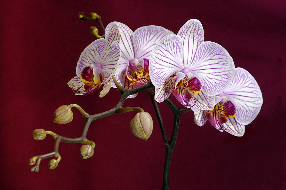 Orchidee (3)