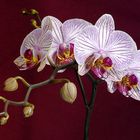 Orchidee (3)