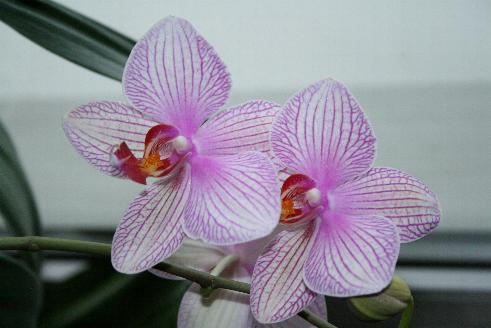 Orchidee 3