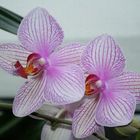 Orchidee 3