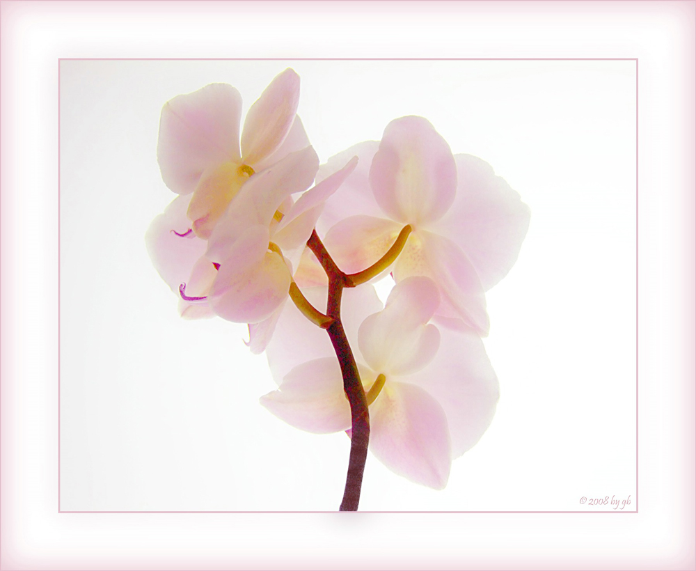 Orchidee *3