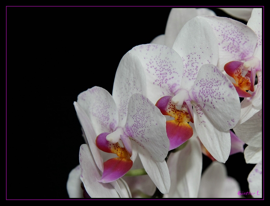 Orchidee 3