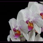 Orchidee 3