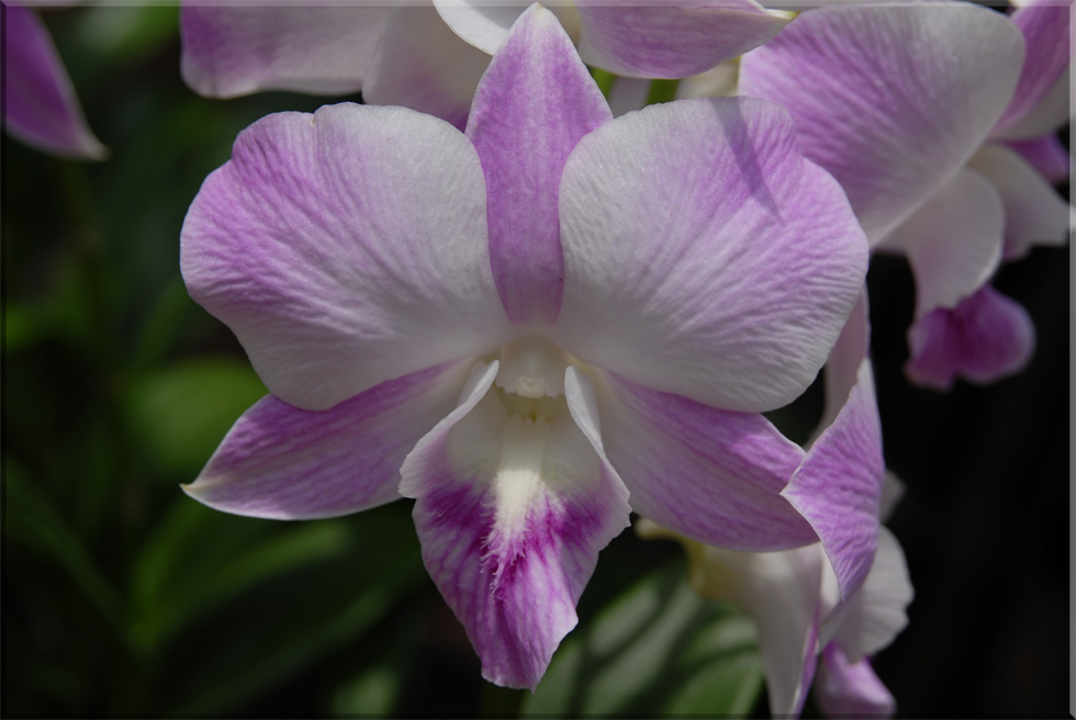 Orchidee 3