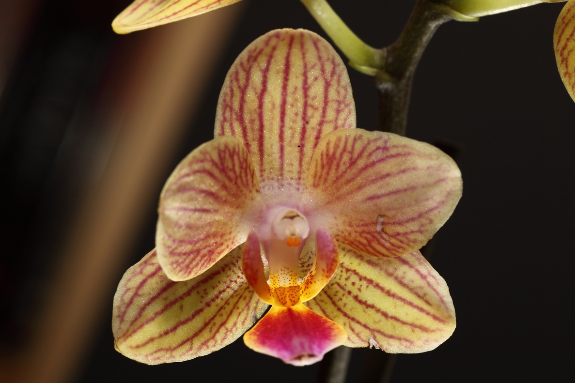 Orchidee 3