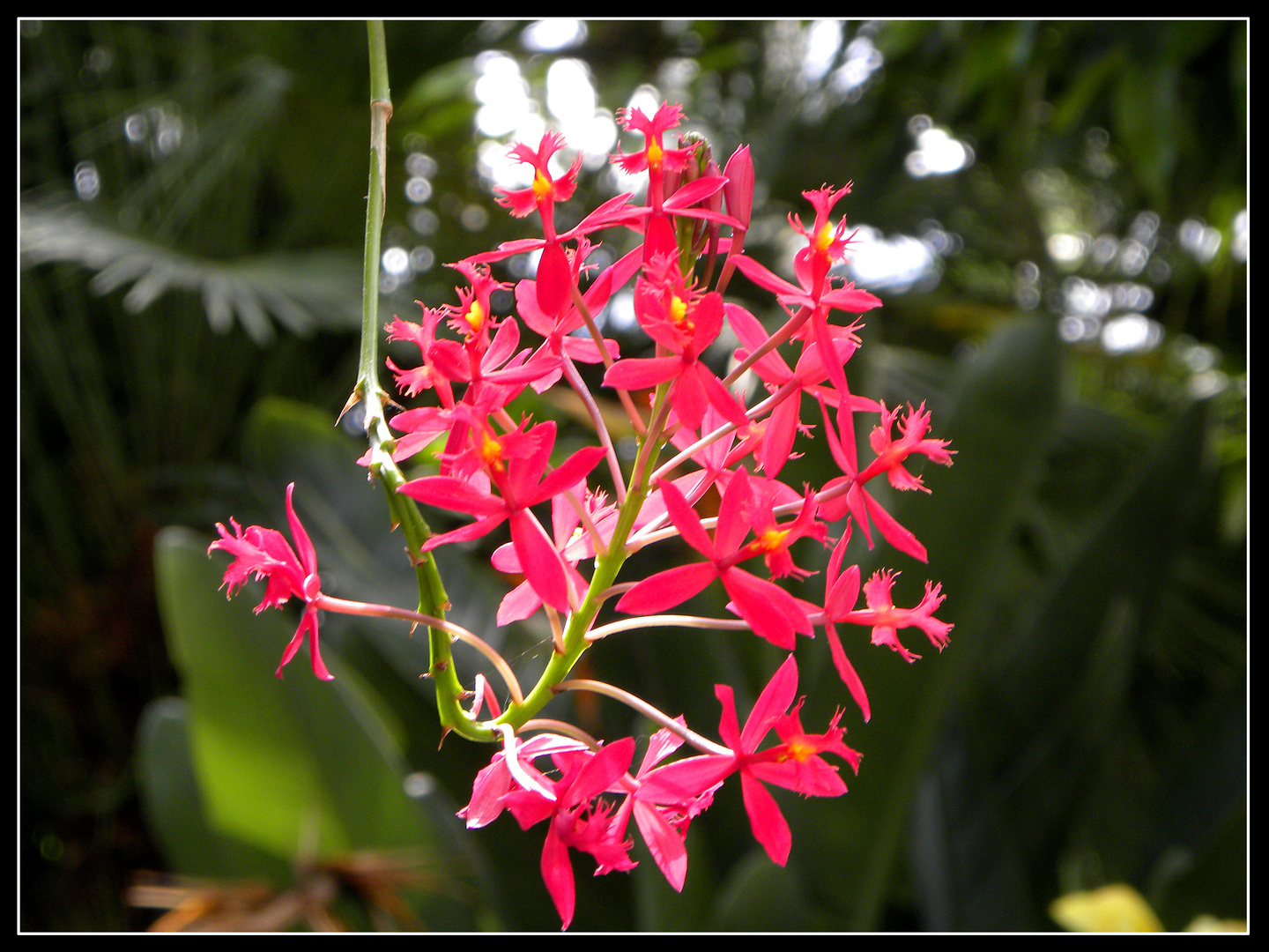 Orchidee 3 - Orchideenausstellung auf der Insel Mainau