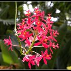 Orchidee 3 - Orchideenausstellung auf der Insel Mainau