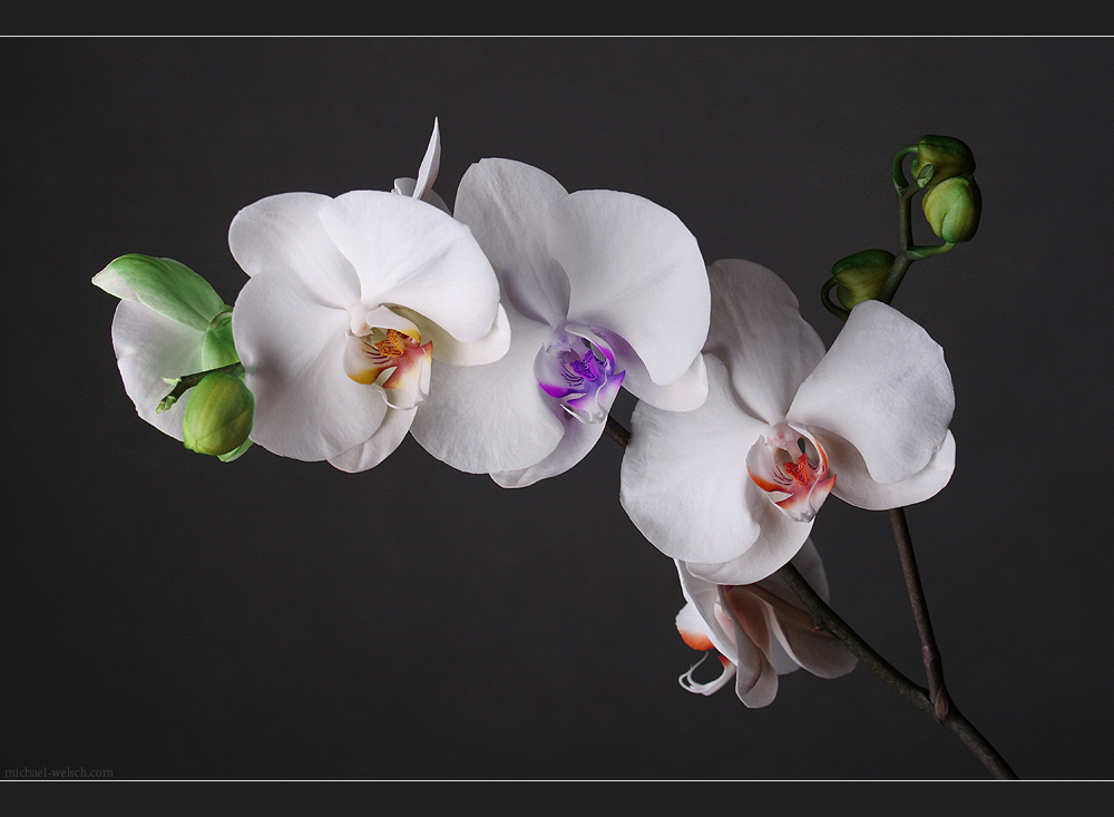 [ Orchidee 3.0 ]