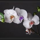 [ Orchidee 3.0 ]