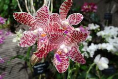 Orchidee-30