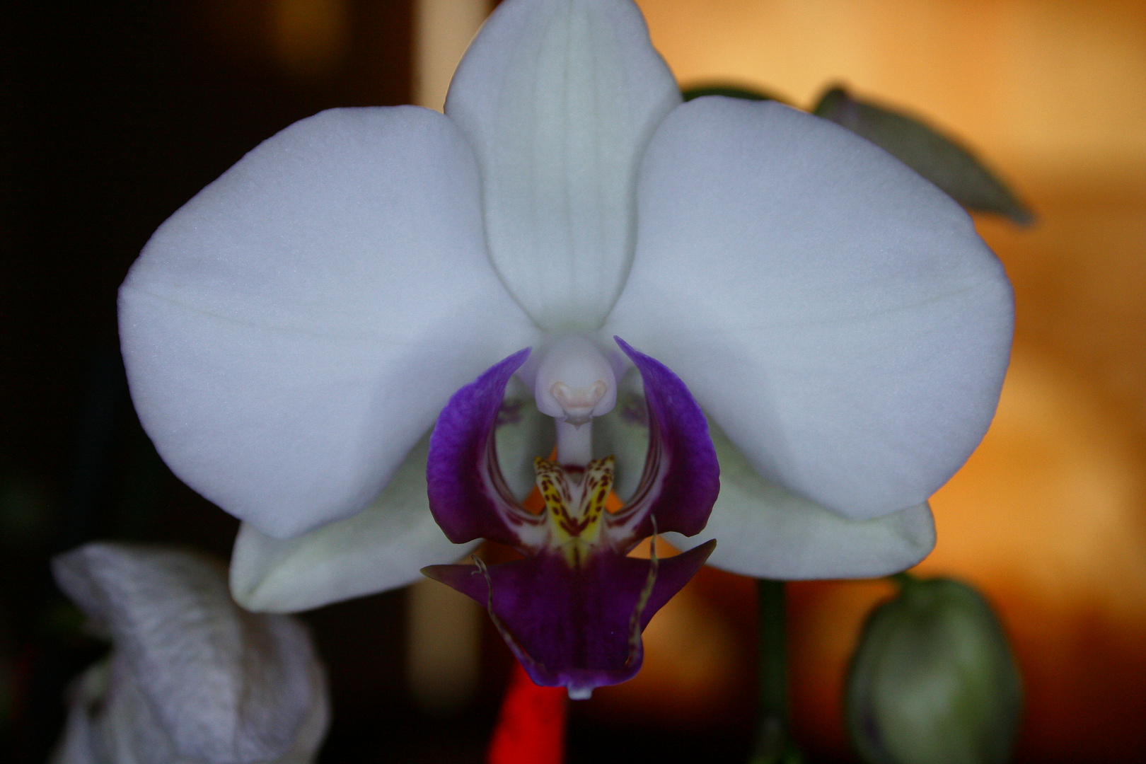 Orchidee