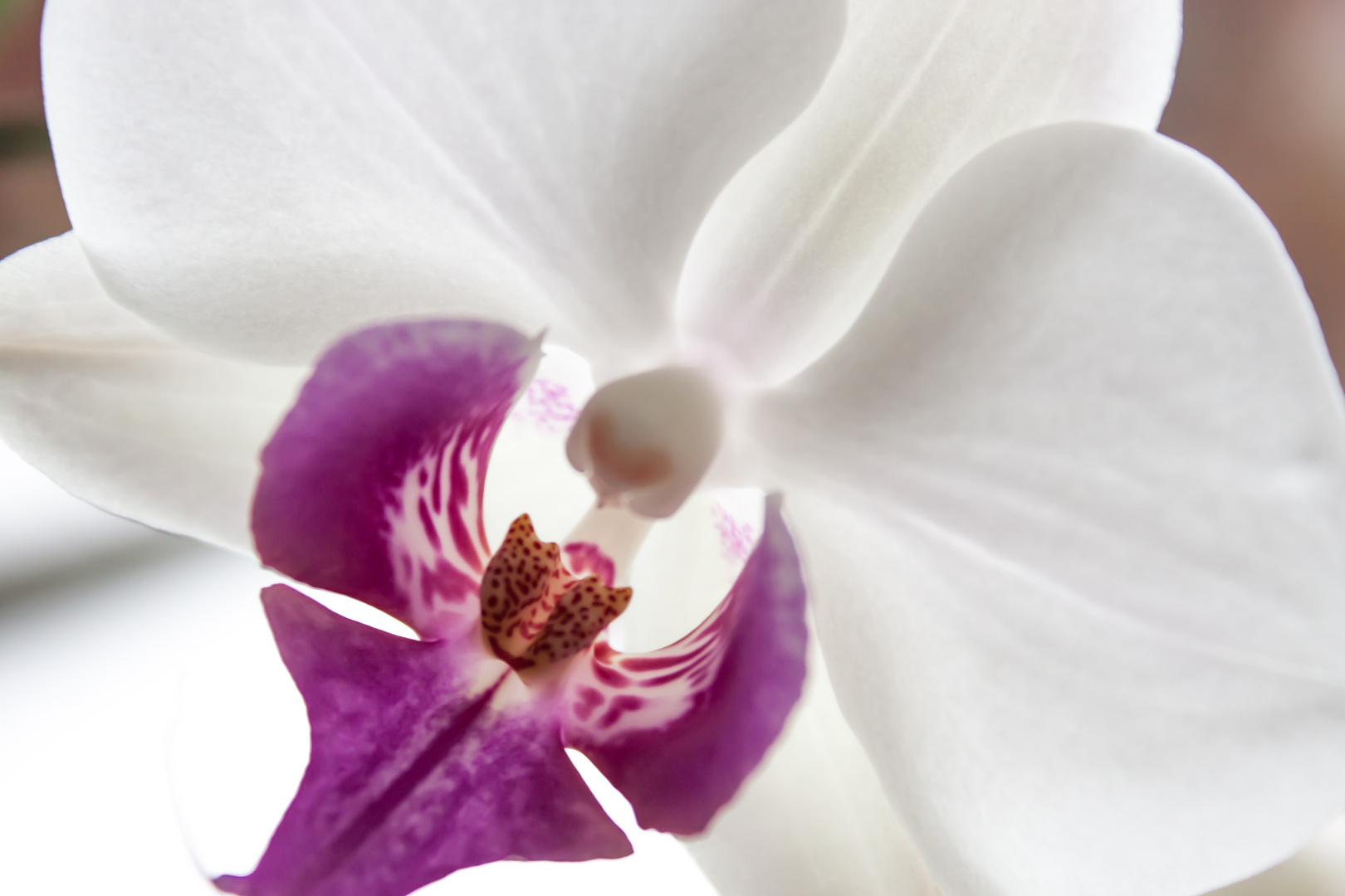 Orchidee