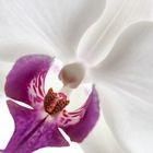 Orchidee