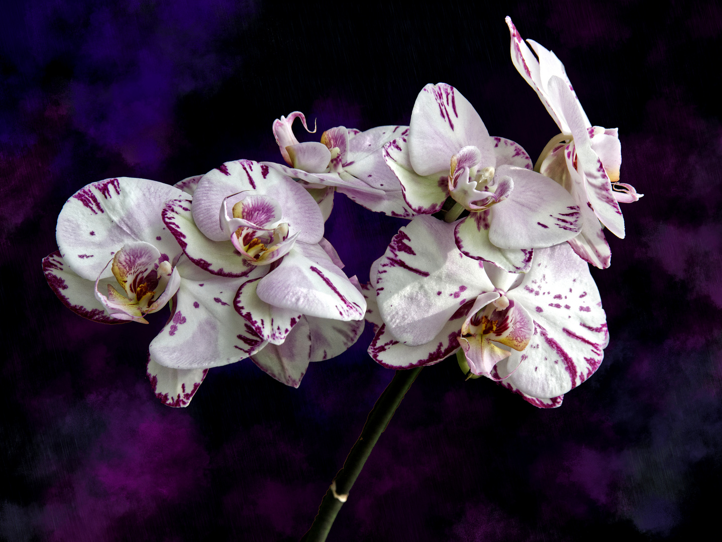 Orchidée