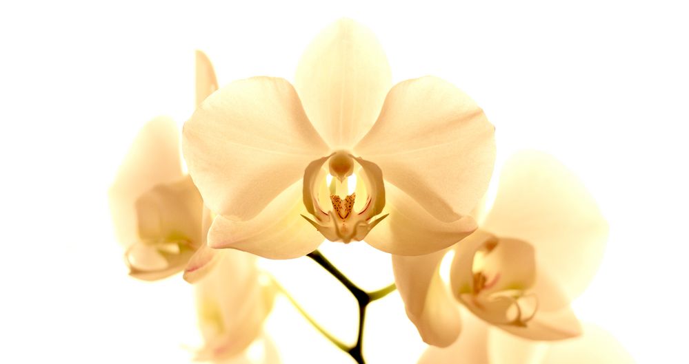 Orchidee