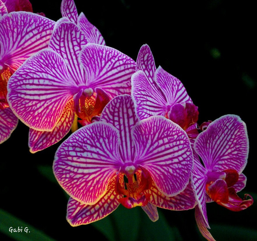 Orchidee Ahlen Orchidee Ahlen
