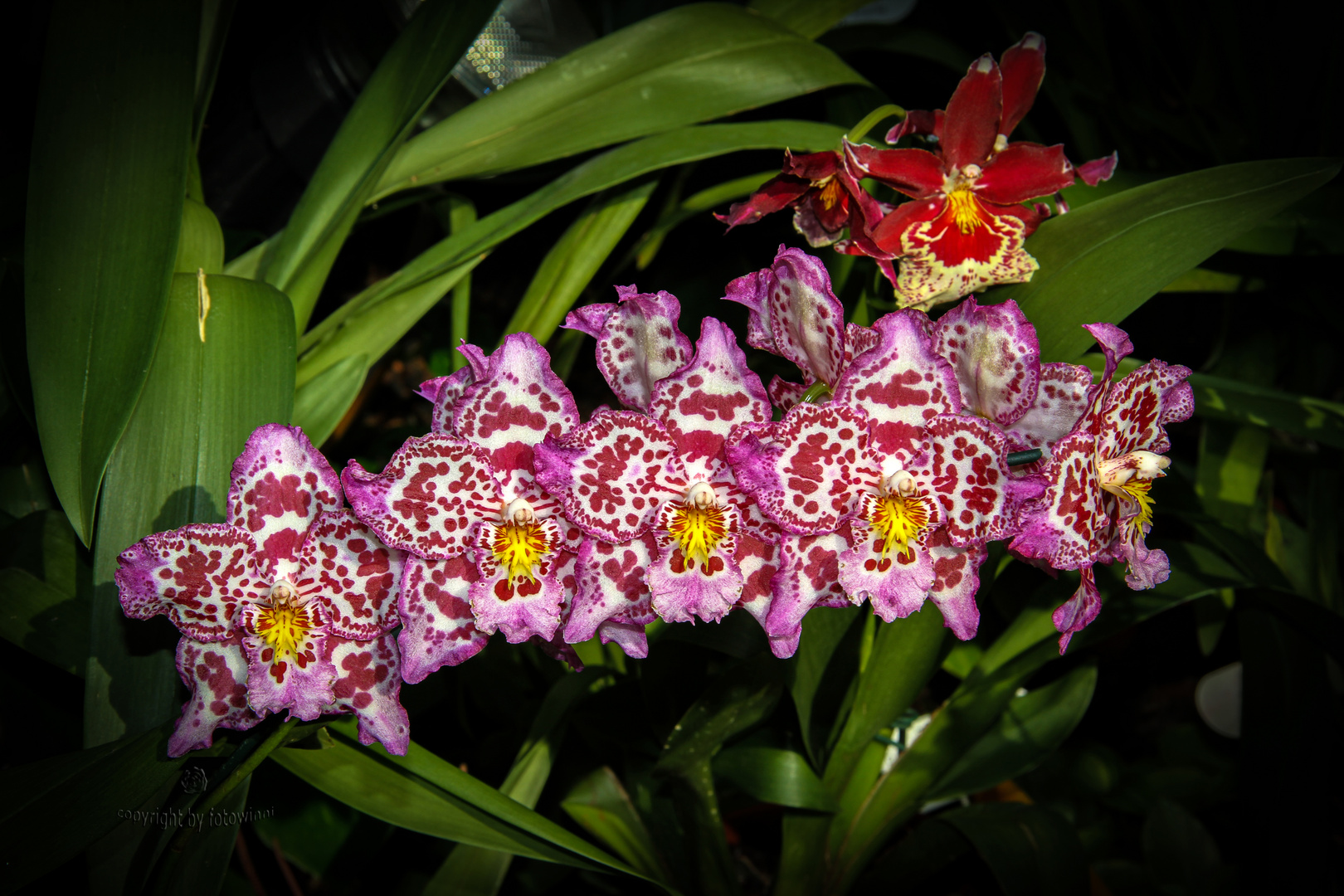 Orchidee 31
